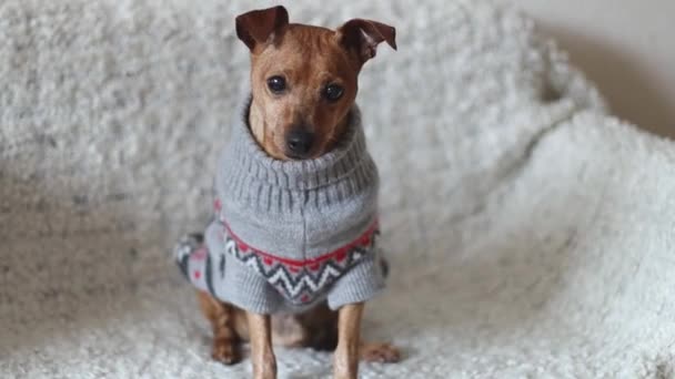 Beautiful Purebred Dog Pygmy Pinscher Gray Christmas Sweater Sits Sofa — Vídeo de Stock