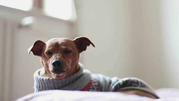Beautiful Purebred Dog Pygmy Pinscher Gray Christmas Sweater Lies Sofa — Wideo stockowe