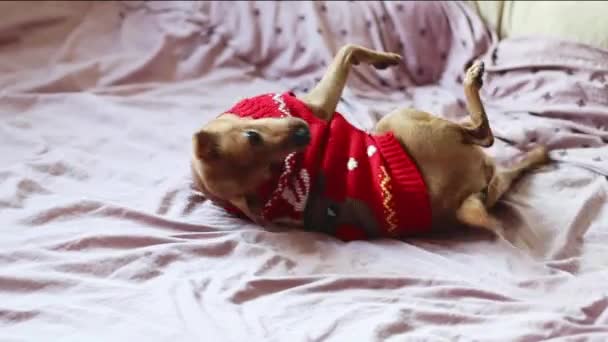 Beautiful Purebred Dog Pygmy Pinscher Red Christmas Sweater Plays Fools — ストック動画