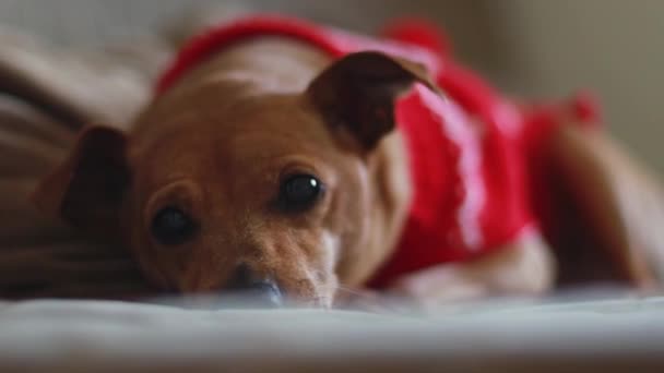 Красивий Чистокровний Собачий Пітчер Червоному Різдвяному Светрі Сумним Виглядом Лежить — стокове відео