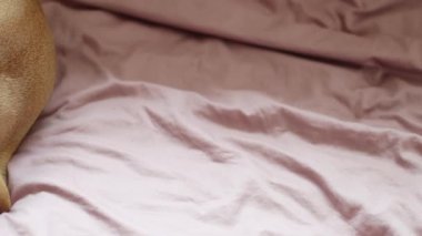 Beautiful purebred pygmy pinscher dog lies resting and wagging its tail on the bed in the bedroom, flat lay close-up in slow motion and tracking to the left.Lifestyle dog concept.