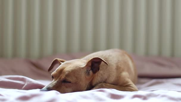 Beautiful Purebred Pygmy Pinscher Dog Lies Resting Looking Camera Waving — Vídeos de Stock