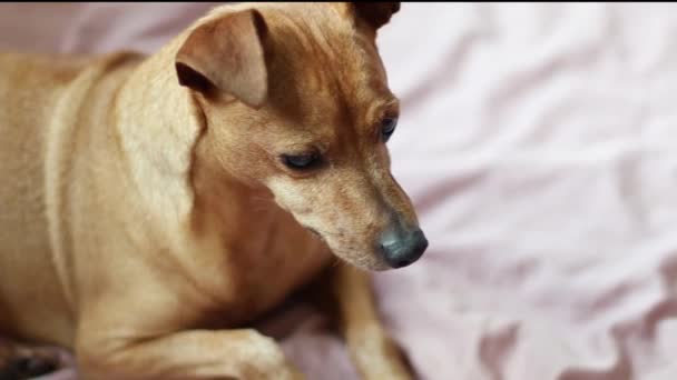 Beautiful Purebred Pygmy Pinscher Dog Lies Resting Looking Bed Bedroom — Stock Video