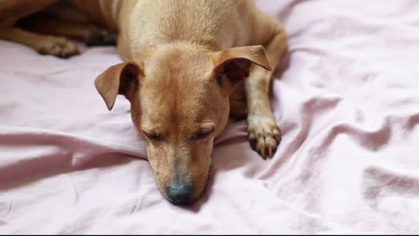 Beautiful Purebred Pygmy Pinscher Dog Lies Resting Looking Wanting Get — Vídeo de Stock