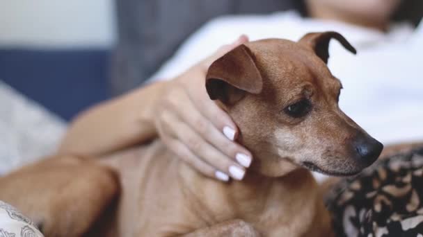 Resting Dog Pygmy Pinscher Brown Color Lies Bed Young Caucasian — Vídeos de Stock