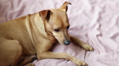 Beautiful purebred pygmy pinscher dog lies resting and looking around on the bed in the bedroom, flat lay close-up in slow motion circular motion.Concept dog lifestyle.