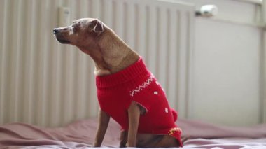 Kırmızı örülmüş Noel süveteri içinde güzel bir safkan kahverengi minyatür yatağın üzerinde oturur başını çevirir ve kameraya bakar, yan görüntüyü yavaş çekimde tarlanın derinliğiyle yakınlaştırır. Hayvan yaşam tarzı konsepti.