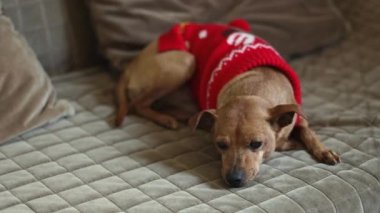 Kırmızı örgü bir Noel süveteri içinde güzel safkan Pinscher kahverengi bir kanepede uzanmış, yan tarafa bakıyor, yavaş çekimde tarlanın derinliği ve yakınlaştırma ile. Hayvan yaşam tarzı konsepti.