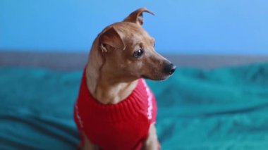 Kırmızı örülmüş Noel süveteri içinde güzel bir minyatür Pinscher yeşil çarşaflı bir kanepede oturur ve başını sallayarak tarlanın derinliği ile yakın çekim yan görüntüsü oluşturur. Hayvan yaşam tarzı konsepti.