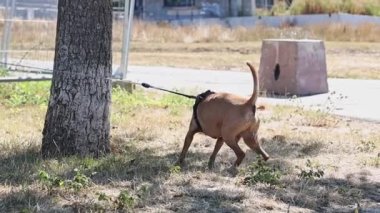 Lüksemburg 'da güneşli bir yaz gününde arka ayaklarıyla çimenliği olan, arka sıralardan tasma takmış saf kahverengi bir minyatür, yavaş çekimde yakın çekim. Köpek gezdirme konsepti, hayvan yaşam tarzı.