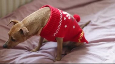 Kırmızı örgü Noel süveteri giyen güzel bir safkan kahverengi minyatür yatağın üzerinde duruyor, yan görüntüsü yavaş çekimde tarlanın derinliğinde. Evcil hayvan yaşam tarzı kavramı..