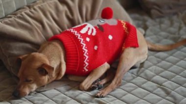 Kırmızı örgü bir Noel süveteri içinde güzel bir safkan Pinscher kahverengi bir kanepede uyur kıvrılmış ve kuyruğunu sallayarak, yakın çekimde tarlanın derinliği ve yakınlaşması ile. Hayvan yaşam tarzı konsepti.