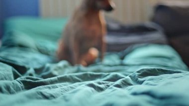 Kafkasyalı genç bir kadının elleri yeşil çarşaflı bir yatağa kırmızı Noel çorapları fırlatıyor ve bulanık bir köpek tatil için hazırlanıyor, yan çekim yavaş çekim ve alan derinliği ile. Noel konsepti..