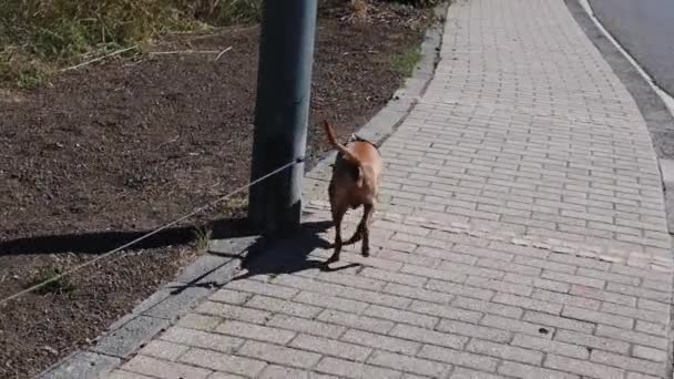 Fiatal Kaukázusi Karórával Bezárja Barna Bőrönd Kanapén Fehér Kockás Nappaliban — Stock videók