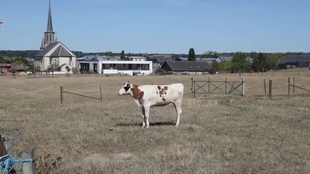 Cow Brown White Coloration Stands Field Paddock Fences Backdrop Village — Stock Video