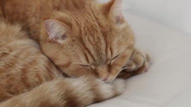Güzel bir kırmızı safkan kedi, bir yastığın üzerinde kıvrılıp yatar ve yan tarafından, yakından bakar. Dinlenen kedi konsepti, evcil hayvan yaşam tarzı..