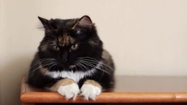Güzel, pofuduk, safkan, üç renkli bir kedi bir kaidede oturur ve patilerini düz bir şekilde, yan görünüme sıkıştırarak etrafına bakar. Dinlenen kedi konsepti, evcil hayvan yaşam tarzı..