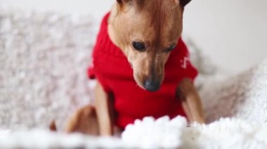 Kırmızı örülmüş bir Noel süveteri içinde güzel bir safkan kahverengi minyatür kanepeye oturur ve patilerini beyaz ekoseli, yakın çekim görüntüsüyle aşağıdan tarlanın derinliği ve uzaklığı ile birlikte çeker..