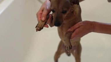 Güzel ve ıslak bir minyatür pinscher banyoda duş alıyor ve beyaz bir genç kızın elleri pençelerini gösteriyor merhaba, yan görüntüyü yavaş çekimde.