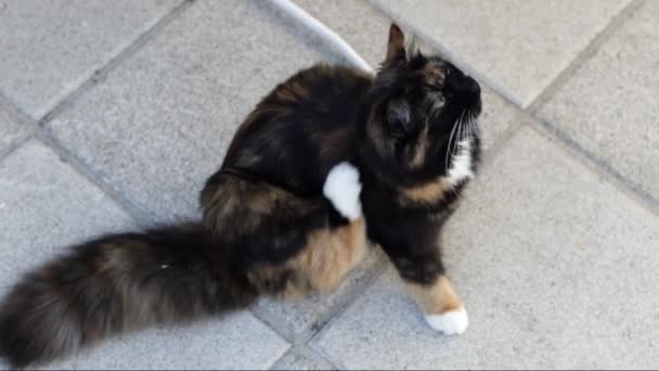 Beautiful Tricolor Fluffy Cat Sits Paving Slab Backyard House Cleans — Stock Video