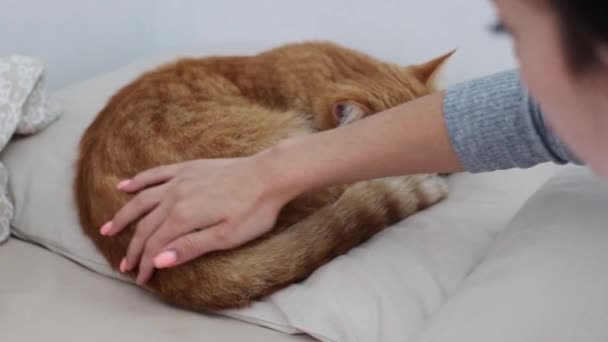 一只漂亮的红纯种猫躺在蜷曲在球里的枕头上 一个年轻的白人女孩抚摸着它 侧视特写 休息猫 宠物生活方式的概念 — 图库视频影像