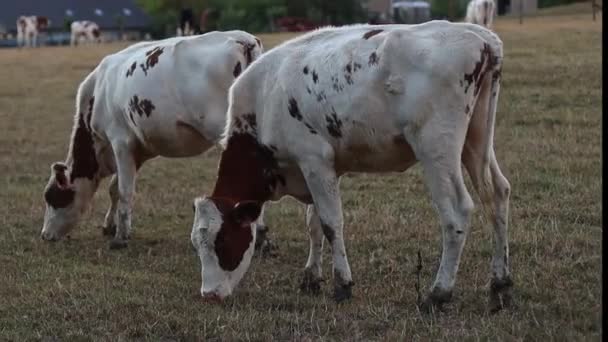 Spotted Cows Back Peacefully Graze Free Range Graze Grass Field — Stock Video