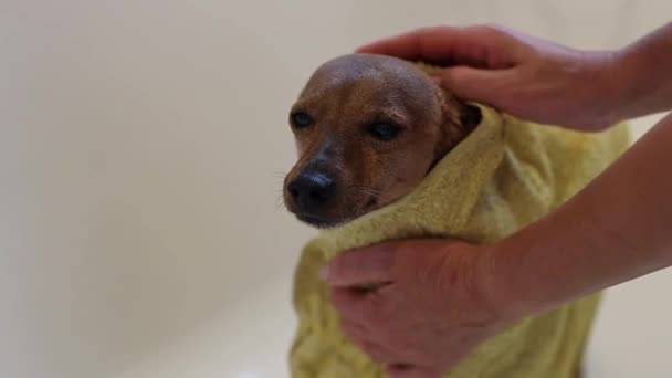 Beautiful Wet Brown Miniature Pinscher Standing Bathroom Shower Yellow Towel — Stock Video