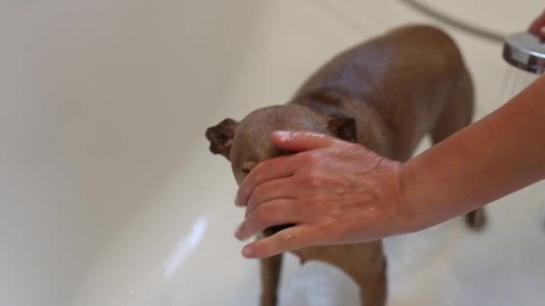 Eine Schöne Und Nasse Braune Zwergpinscherin Steht Badezimmer Unter Der — Stockvideo