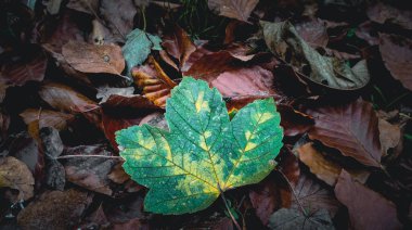 Güzel sarı-yeşil akçaağaç yaprakları, parkın zemininde yere düşmüş ve kurumuş yaprakların üzerinde uzanır..