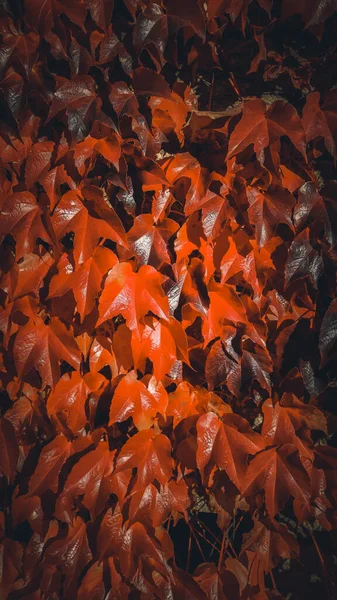 Beau Fond Automnal Lumineux Avec Des Feuilles Feu Orange Densément — Photo