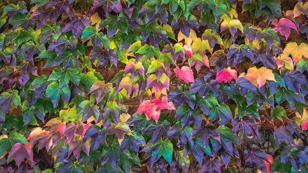 Красивый Яркий Осенний Фон Густо Растущими Красочными Листьями Стене Вид — стоковое фото