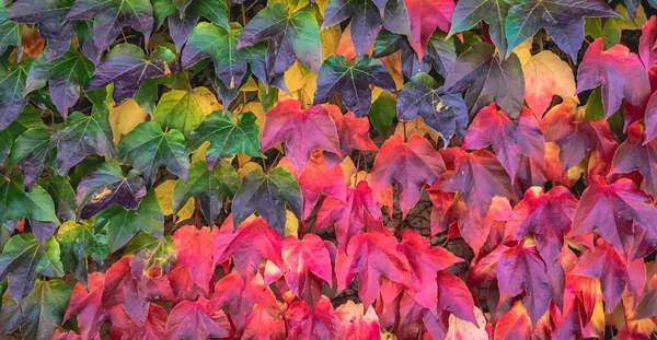 Мбаппе Яркий Осенний Фон Густо Растущими Зелено Красными Листьями Стене — стоковое фото