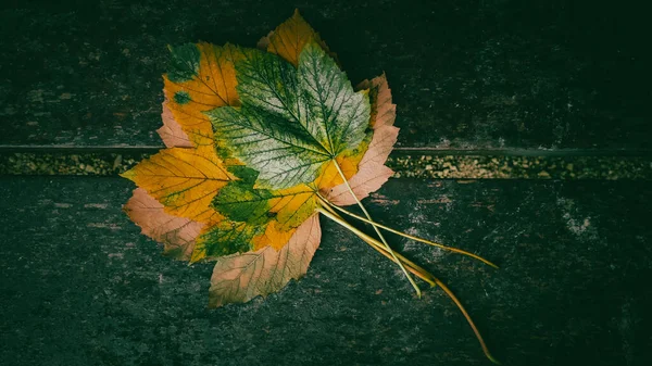 Bouquet Feuilles Jaune Vert Sur Banc Bois Dans Parc Vue — Photo