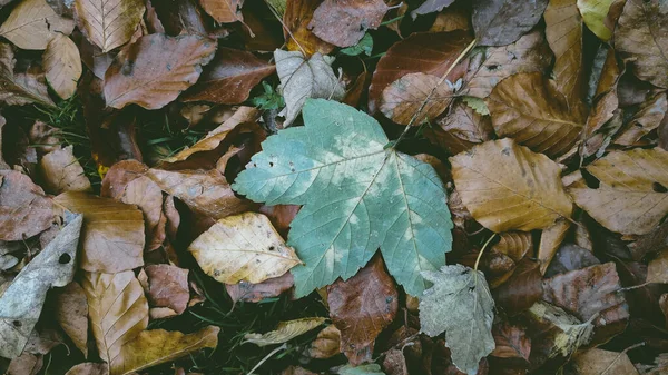 Krásné Podzimní Pozadí Zvadlých Hnědých Listů Jedním Velkým Zeleným Javorovým — Stock fotografie