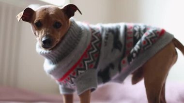 Gri bir Noel süveteri içinde güzel bir safkan pigme pinscher bir yatakta dinleniyor ve kafasını çeviriyor, aşağıdan yavaş çekimde tarlanın derinliğine bakıyor. Evcil hayvan yaşam tarzını düşünün..