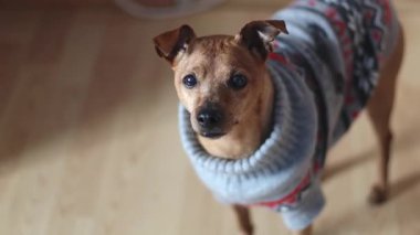 Gri bir Noel süveteri giymiş güzel bir safkan kahverengi minyatür yerde duruyor ve kameraya bakıyor, kuyruğunu neşeyle sallıyor, üst tarafı yavaş çekimde tarla derinliğinde. Evcil hayvan yaşam tarzı konsepti..