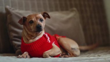 Güzel safkan Pinscher kırmızı örgü bir Noel süveteri içinde kahverengi bir kanepede oturuyor ve kameraya dikkatlice bakıyor, diliyle ağzını yalıyor ve yavaş çekimde yere zıplıyor. 