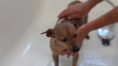 Güzel ve ıslak bir minyatür pinscher banyoda duş alıyor ve beyaz bir genç kızın elleri onun kürkünü yıkıyor..
