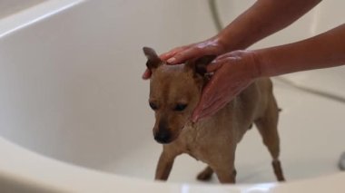 Güzel ve ıslak bir minyatür minyatür banyoda duruyor, duş alıyor ve beyaz bir genç kız elleriyle kulağını oynatarak selam veriyor.,