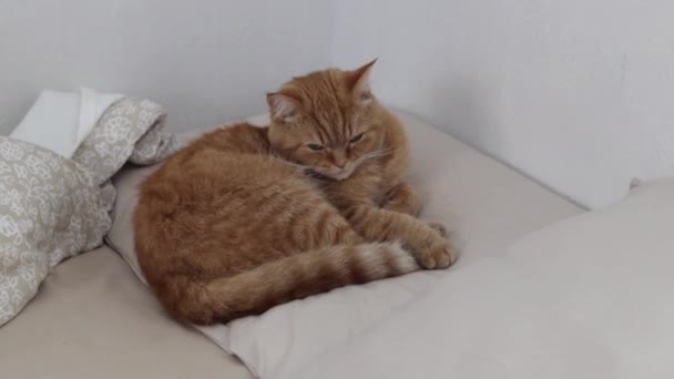 Hermoso Gato Rojo Pura Sangre Yace Sobre Una Almohada Acurrucada — Vídeos de Stock