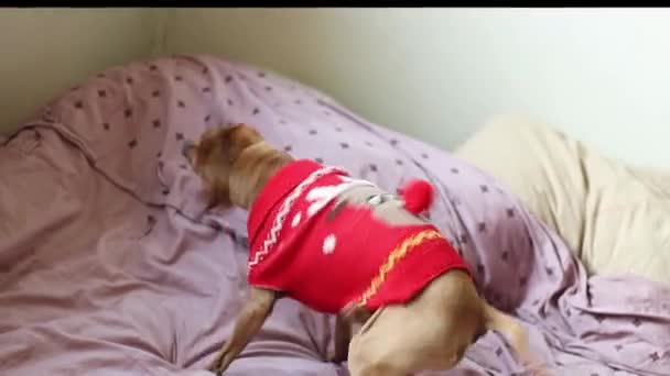 赤いクリスマスセーターの美しい純血犬のミニチュアピンチャーは ゆっくりとした動きとフィールドの深さで休日 クローズアップ側のビューを期待してベッドの上でウール 周りの愚か者と宙返りを振る — ストック動画