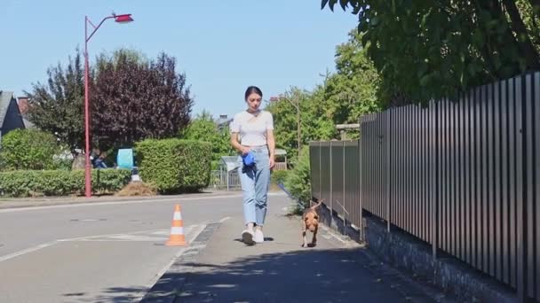 Plnokrevný Hnědý Miniaturní Pinčer Kráčí Chodníku Vodítku Mladou Bělošskou Dívkou — Stock video
