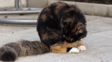Güzel bir üç renkli ve pofuduk bir kedi evin arka bahçesindeki asfalt levhalara oturur ve uzun ve kabarık kürkünü temizler, yakından bakar. Dinlenen kedi kavramı, evcil hayvan yaşam tarzı..