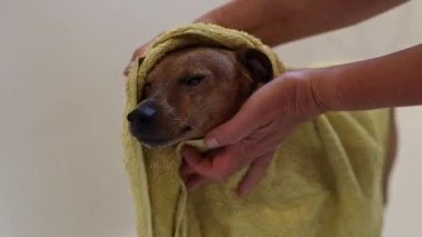 Banyodan sonra üzerinde sarı bir havlu olan güzel ve ıslak bir minyatür pinscher banyoda duruyor ve beyaz bir kızın elleri onu siliyor, yavaş çekimde yandan bakıyor..