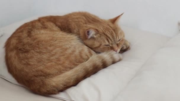 Krásná Červená Plnokrevná Kočka Leží Polštáři Stočeném Klubíčka Spí Zavřenýma — Stock video