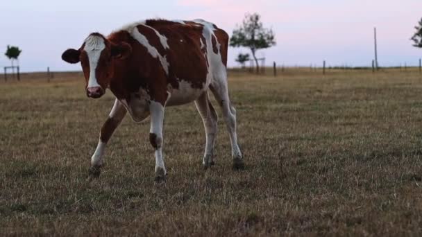Passer Vache Tachetée Dans Champ Sur Une Ferme Coucher Soleil — Video