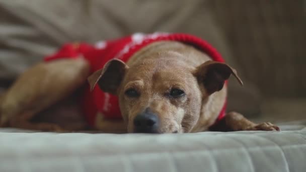 Een Prachtige Volbloed Miniatuur Pinscher Een Rood Gebreide Kersttrui Ligt — Stockvideo