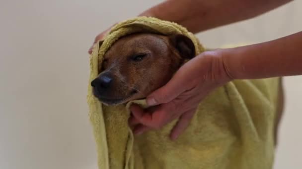 Beautiful Wet Brown Miniature Pinscher Stands Bathroom Shower Yellow Towel — Stock Video