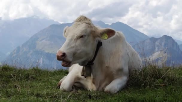 Charolais Cow Resting Meadow Chewing Grass Mountains Fronalpstock Switzerland Close — Stock Video