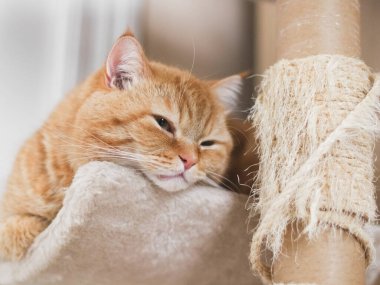 Kedi kulübesinde yatıp keskinleşen bir kedinin portresi, sivri uçlu bir çizik direği ve bulanık bir arka planı var. Safkan kediler, evcil hayvanlar, kedi hayatı, ev hayatı, yaşam tarzı..